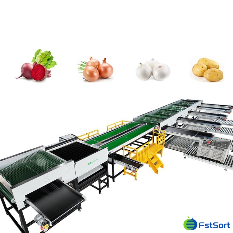 images/1764298296419onion sorting 1.jpg